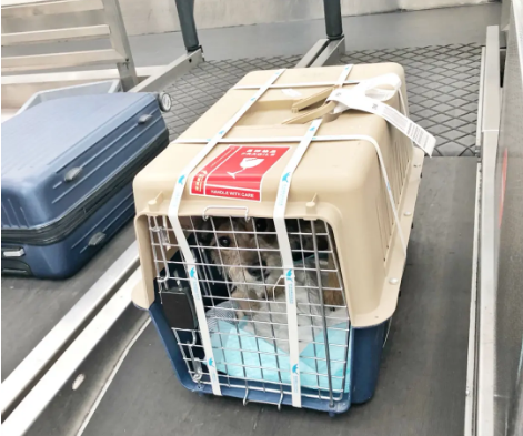大兴安岭宠物托运 宠物托运公司 机场宠物托运 宠物空运